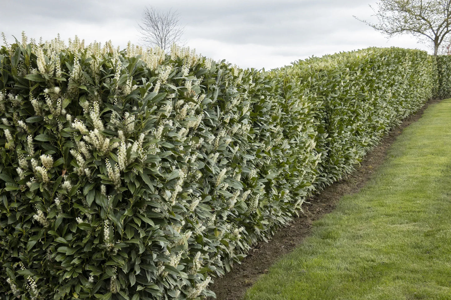 Prunus Laurocerasus 'schipkaensis' - View 1 from www redcrocus com
