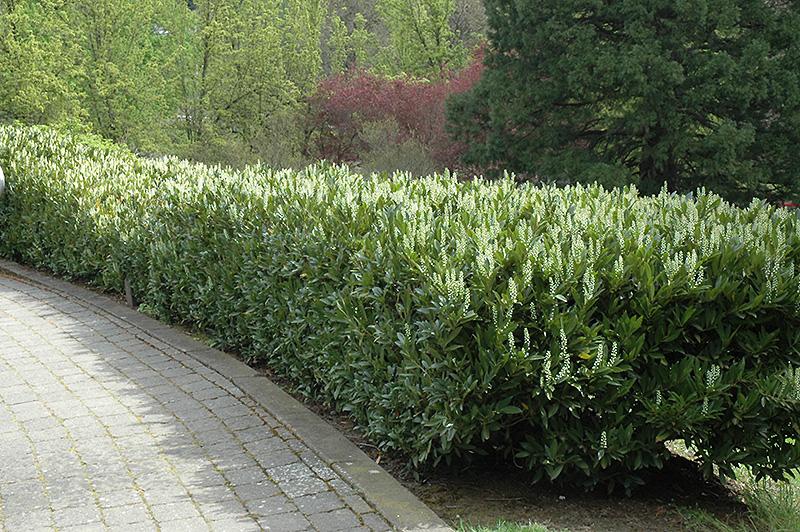 Prunus Laurocerasus 'schipkaensis' - View 2 from www redcrocus com