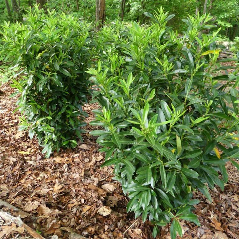 Prunus Laurocerasus 'schipkaensis' - View 5 from www redcrocus com