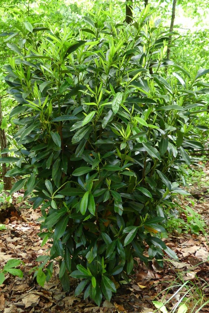Prunus Laurocerasus 'schipkaensis' - View 7 from www redcrocus com