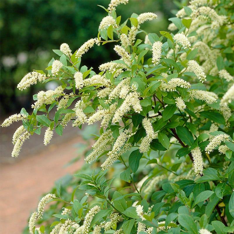 Itea Virginica Henry S Garnet - View 17 from www redcrocus com
