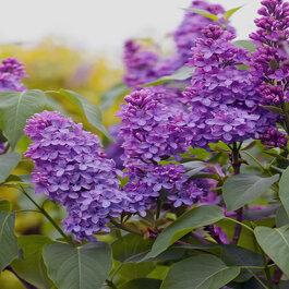 Syringa Vulgaris Yankee Doodle - View 16 from www redcrocus com