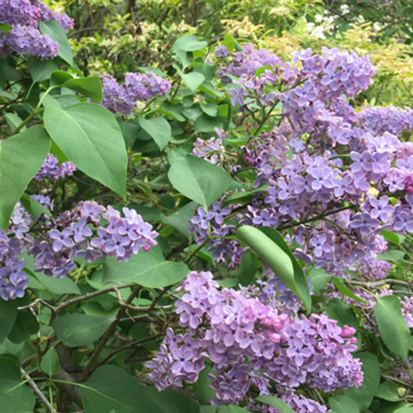 Syringa Vulgaris 'yankee Doodle' - View 12 from www redcrocus com