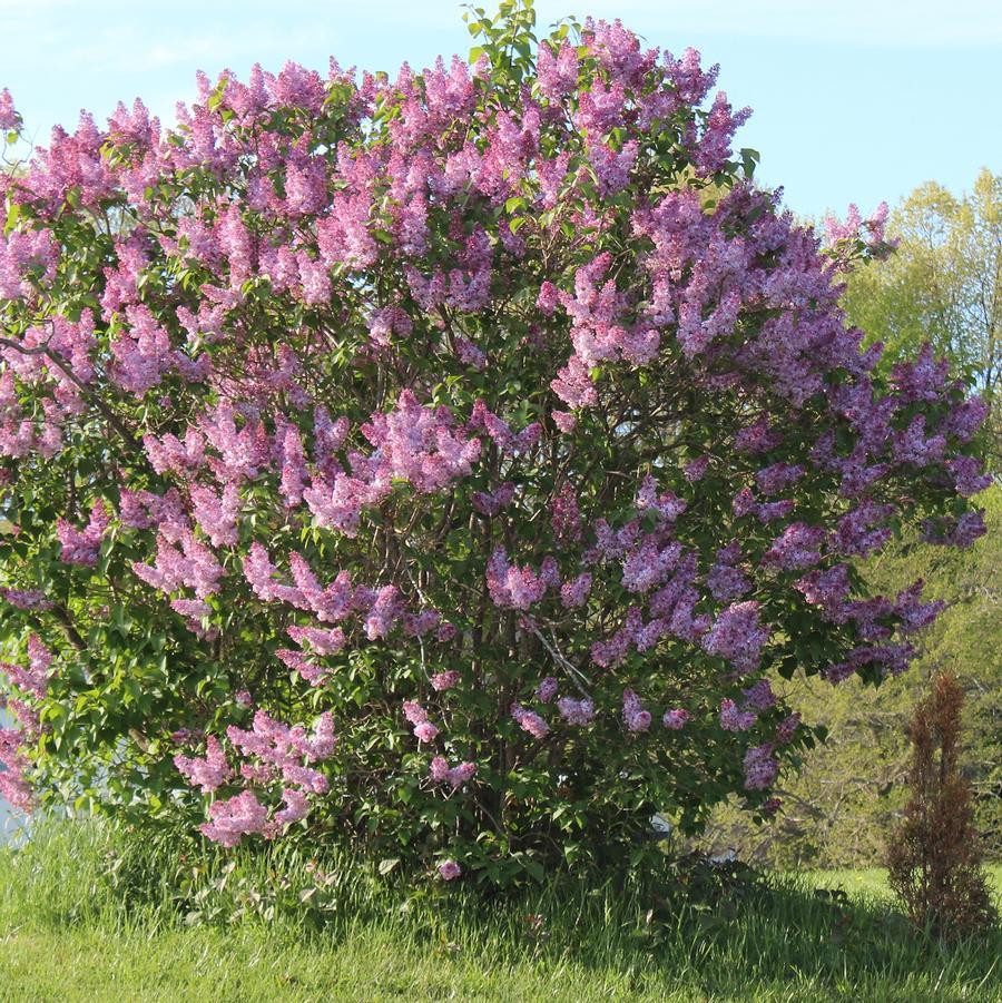 Syringa Vulgaris 'yankee Doodle' - View 13 from www redcrocus com