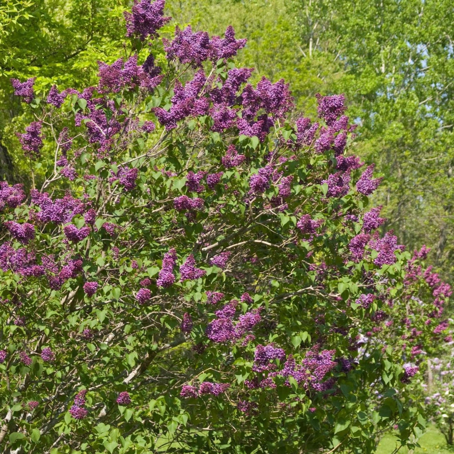 Syringa Vulgaris 'yankee Doodle' - View 15 from www redcrocus com
