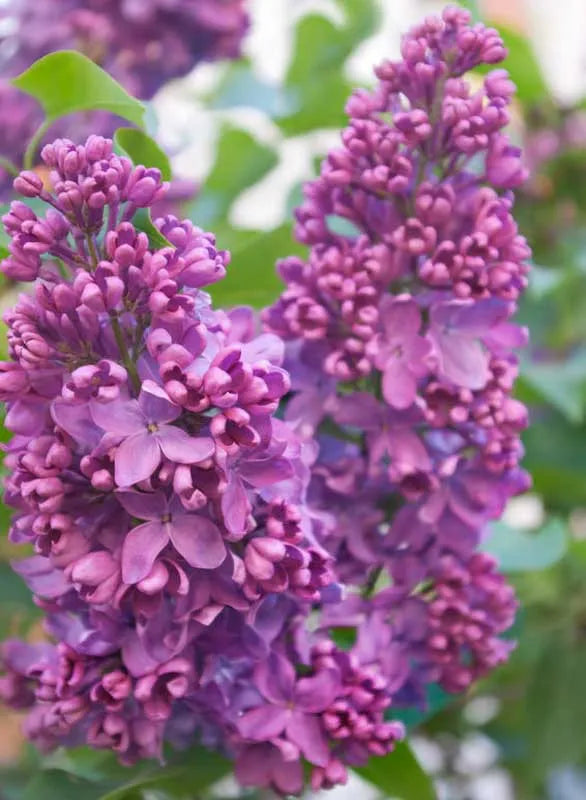 Syringa Vulgaris 'yankee Doodle' - View 7 from www redcrocus com