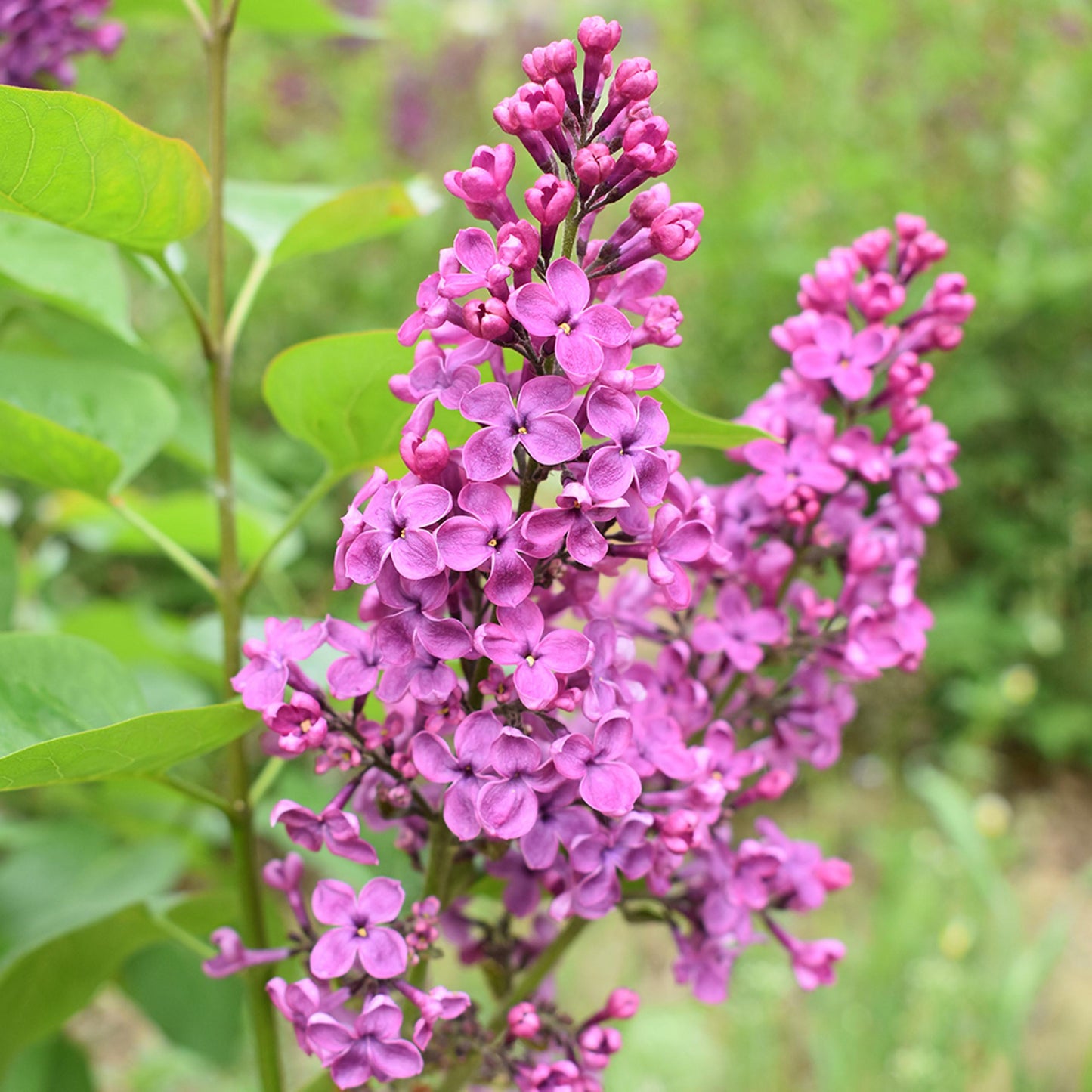 Syringa Vulgaris 'yankee Doodle' - View 8 from www redcrocus com