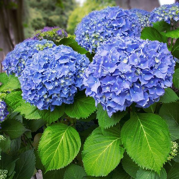 Hydrangea Macrophylla Nikko Blue - View 17 from www redcrocus com