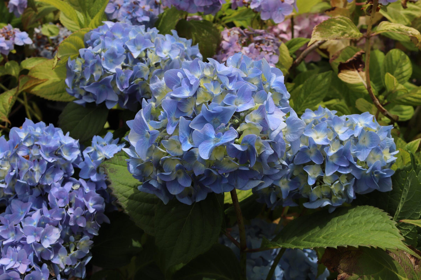 Hydrangea Macrophylla Nikko Blue - View 5 from www redcrocus com