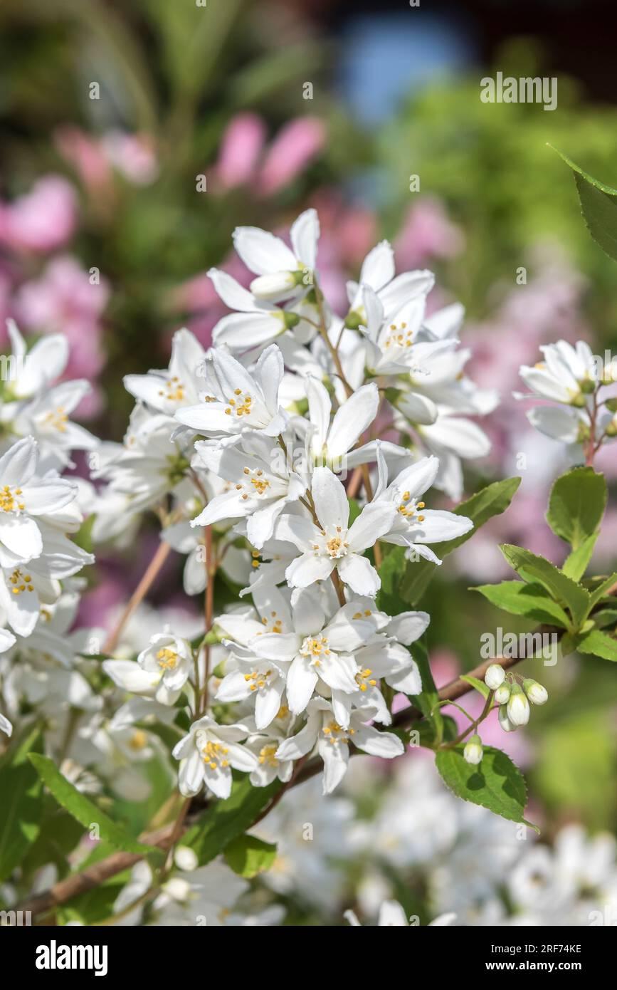 Deutzia Yuki Snowflake - View 5 from www redcrocus com