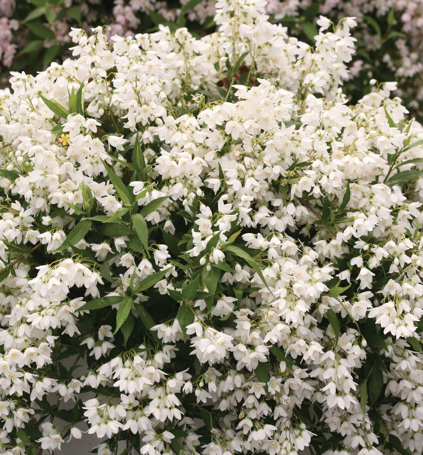 Deutzia Yuki Snowflake - View 8 from www redcrocus com