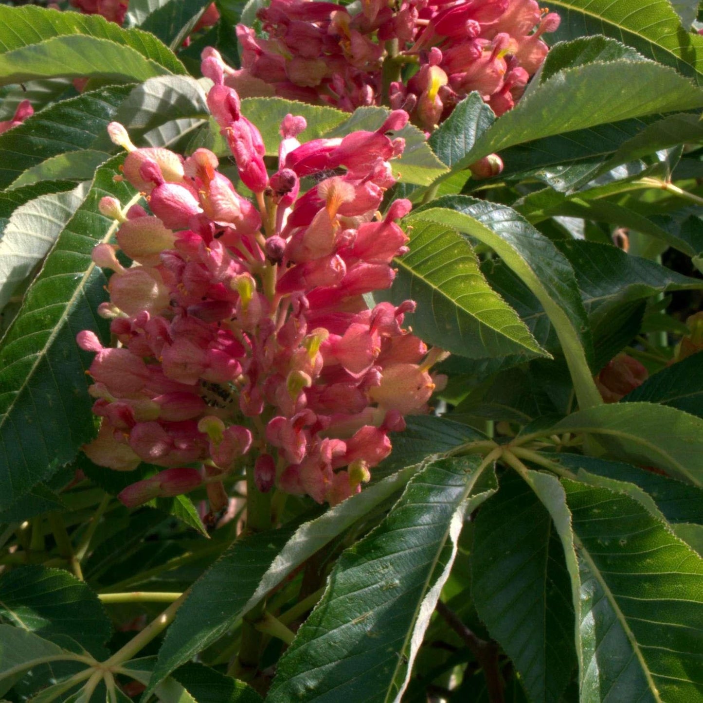 Aesculus Pavia - View 10 from www redcrocus com