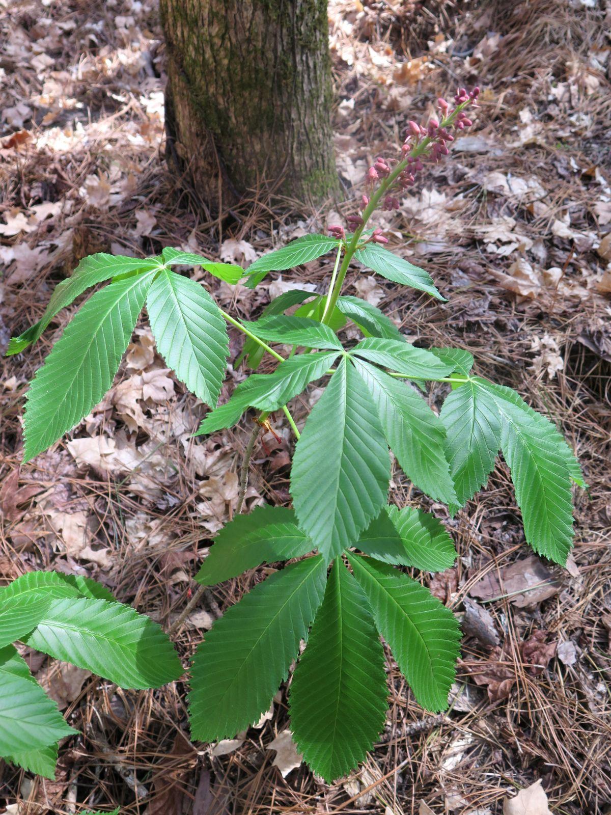 Aesculus Pavia - View 19 from www redcrocus com