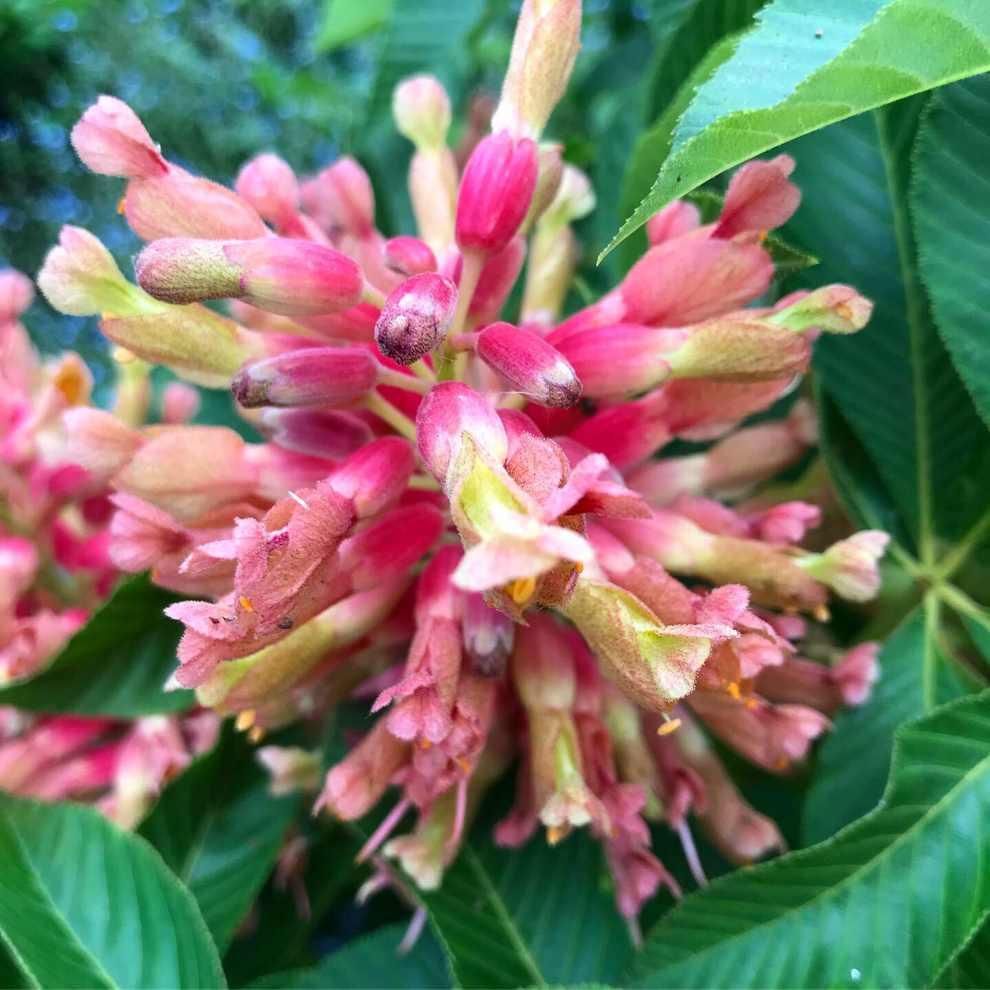 Aesculus Pavia - View 3 from www redcrocus com