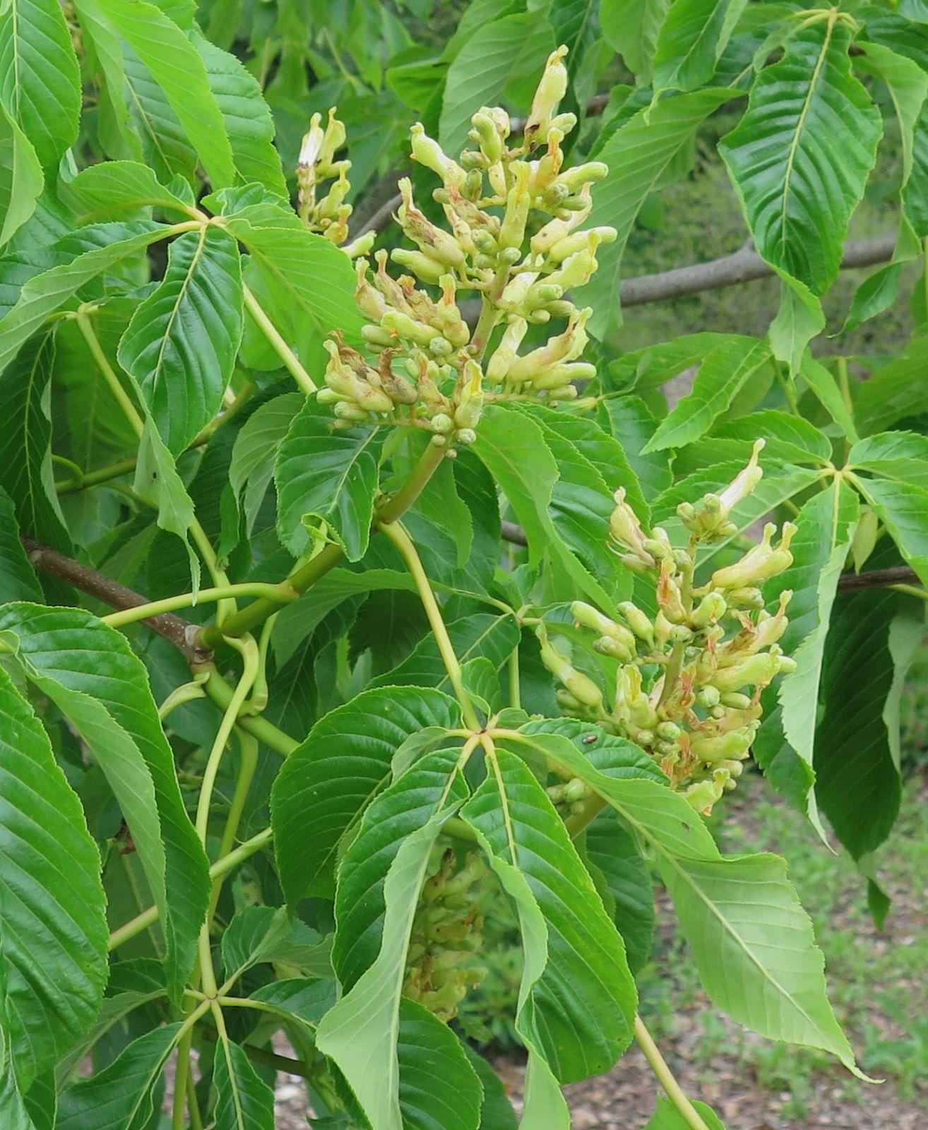 Aesculus Pavia - View 6 from www redcrocus com
