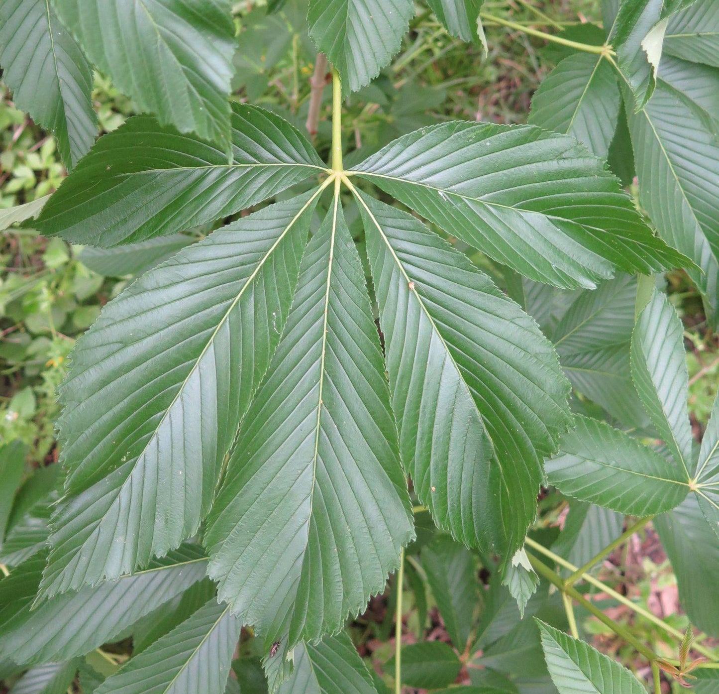 Aesculus Pavia - View 7 from www redcrocus com