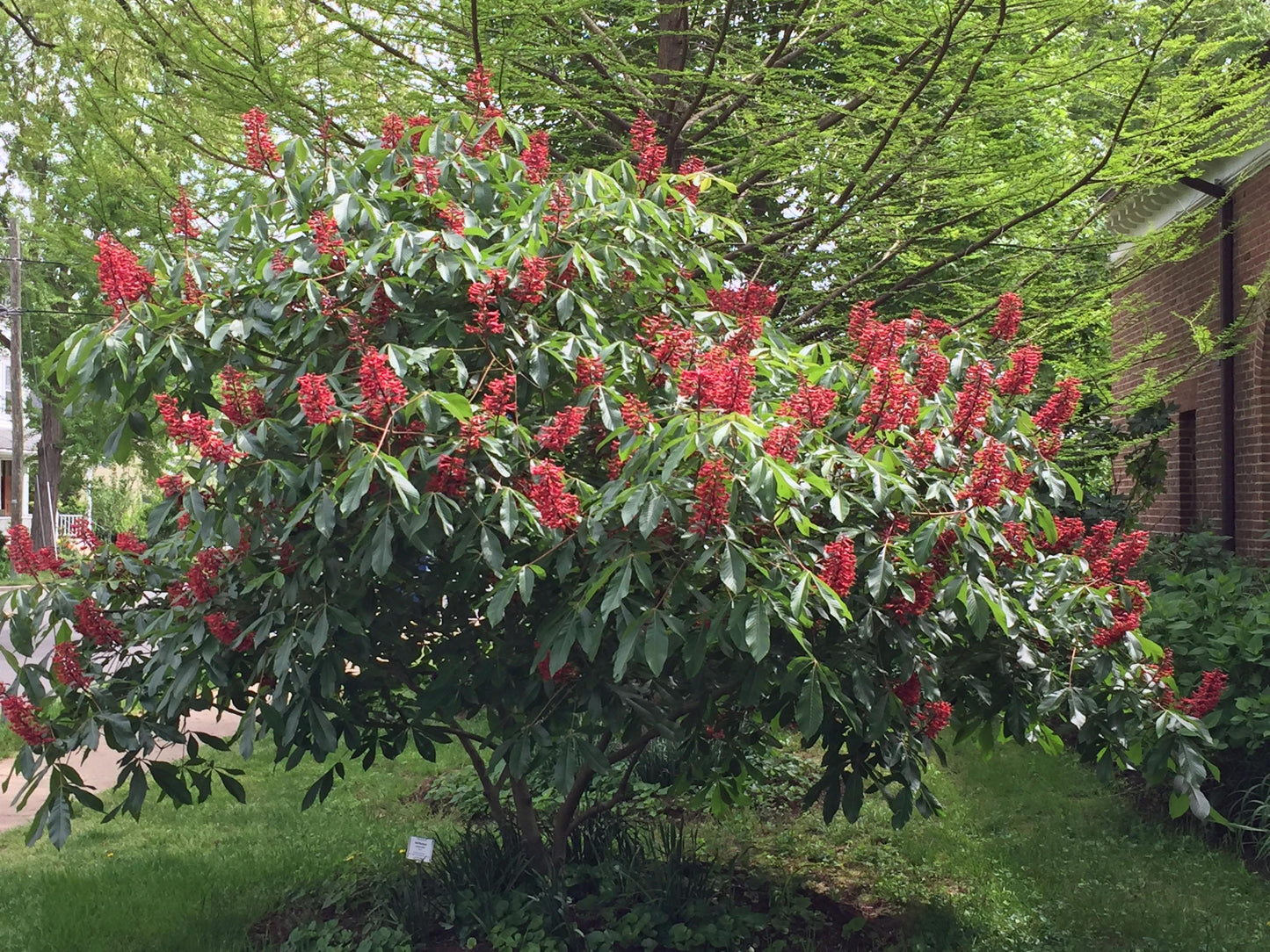 Aesculus Pavia - View 8 from www redcrocus com