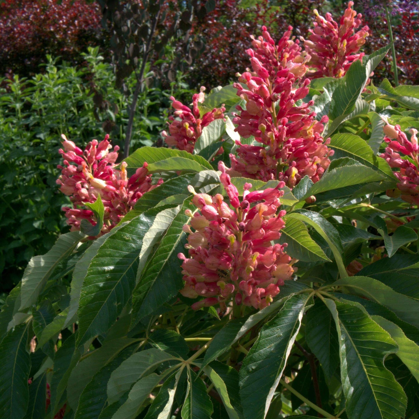 Aesculus Pavia - View 9 from www redcrocus com