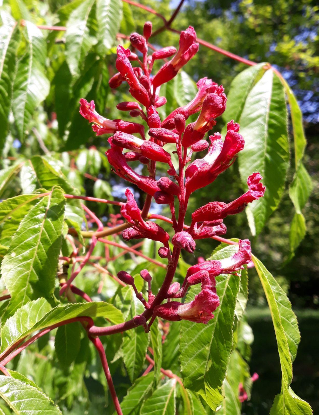 Aesculus Pavia - View 14 from www redcrocus com