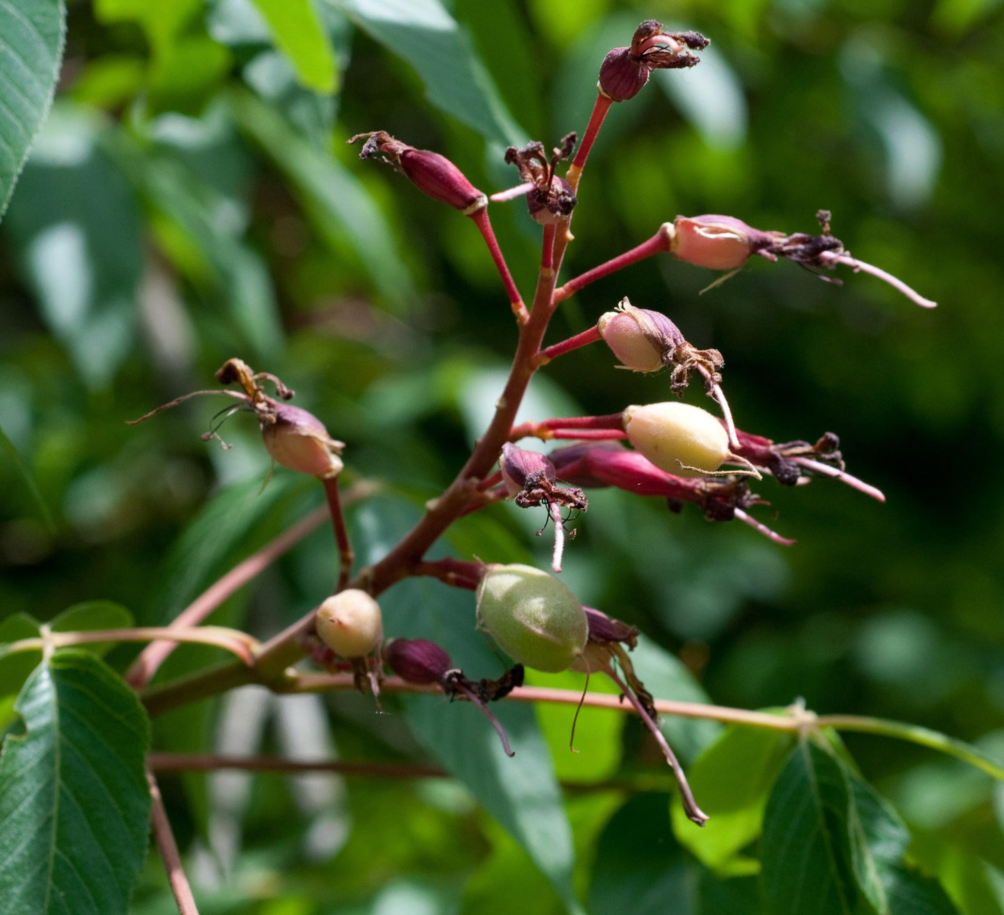 Aesculus Pavia - View 15 from www redcrocus com