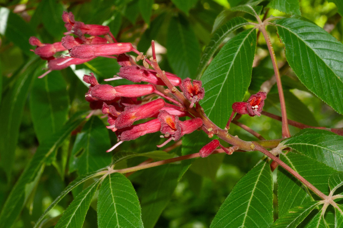 Aesculus Pavia - View 16 from www redcrocus com