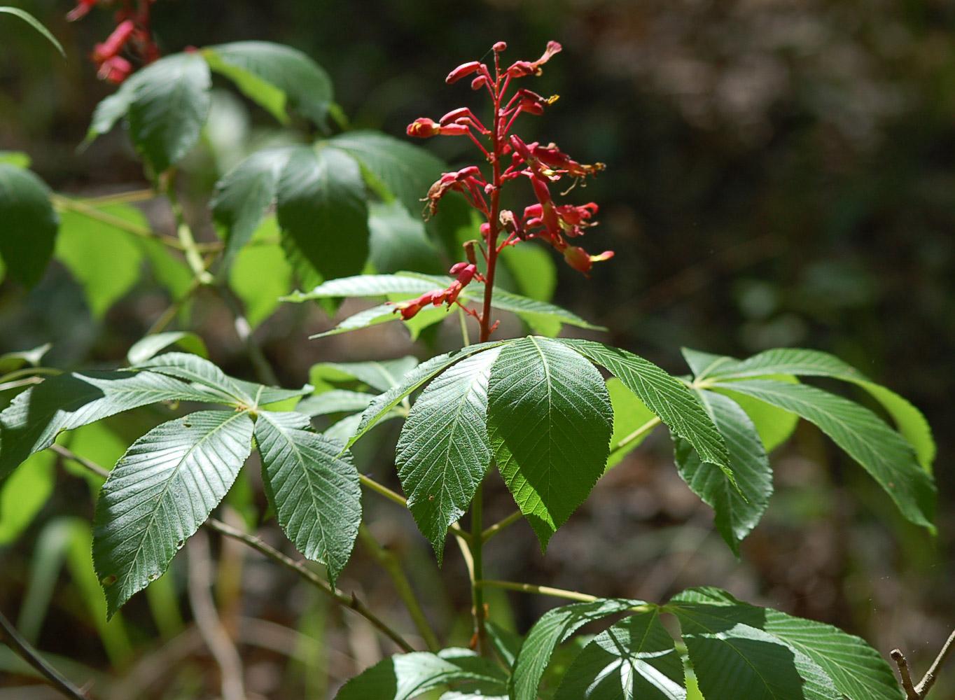 Aesculus Pavia - View 18 from www redcrocus com