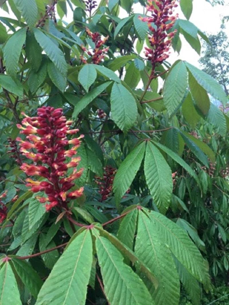 Aesculus Pavia - View 19 from www redcrocus com