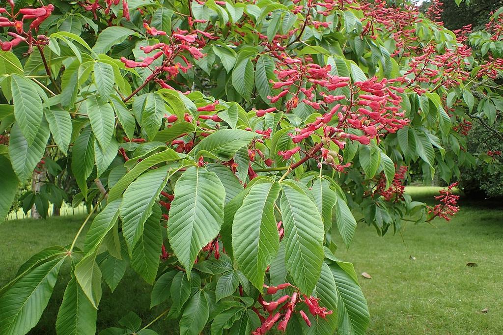 Aesculus Pavia - View 2 from www redcrocus com