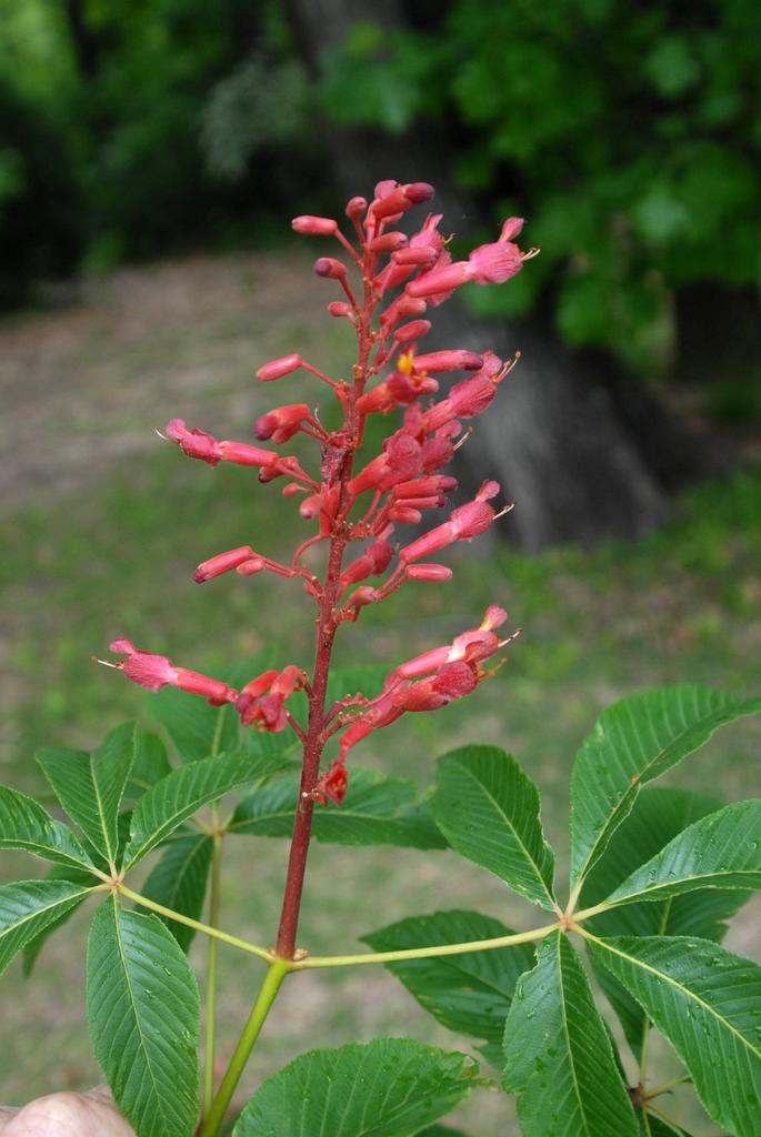 Aesculus Pavia - View 5 from www redcrocus com