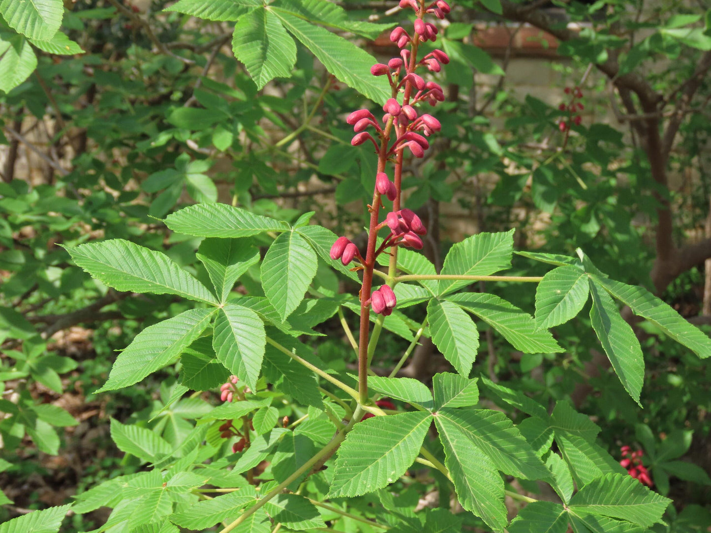 Aesculus Pavia - View 9 from www redcrocus com