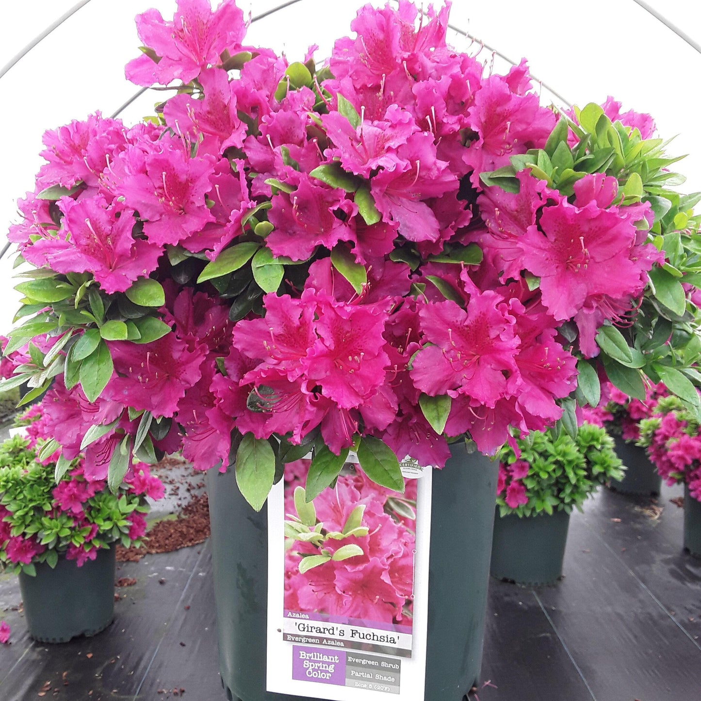 Azalea 'girard's Fuchsia' - View 12 from www redcrocus com
