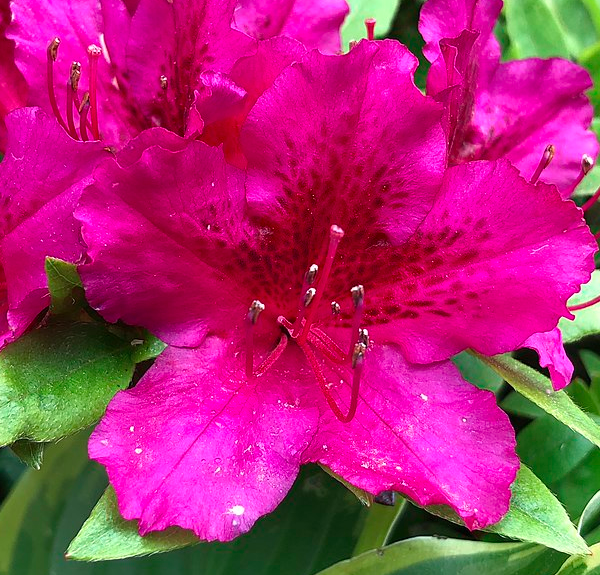 Azalea 'girard's Fuchsia' - View 12 from www redcrocus com