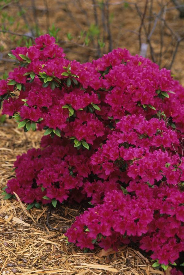 Azalea 'girard's Fuchsia' - View 13 from www redcrocus com