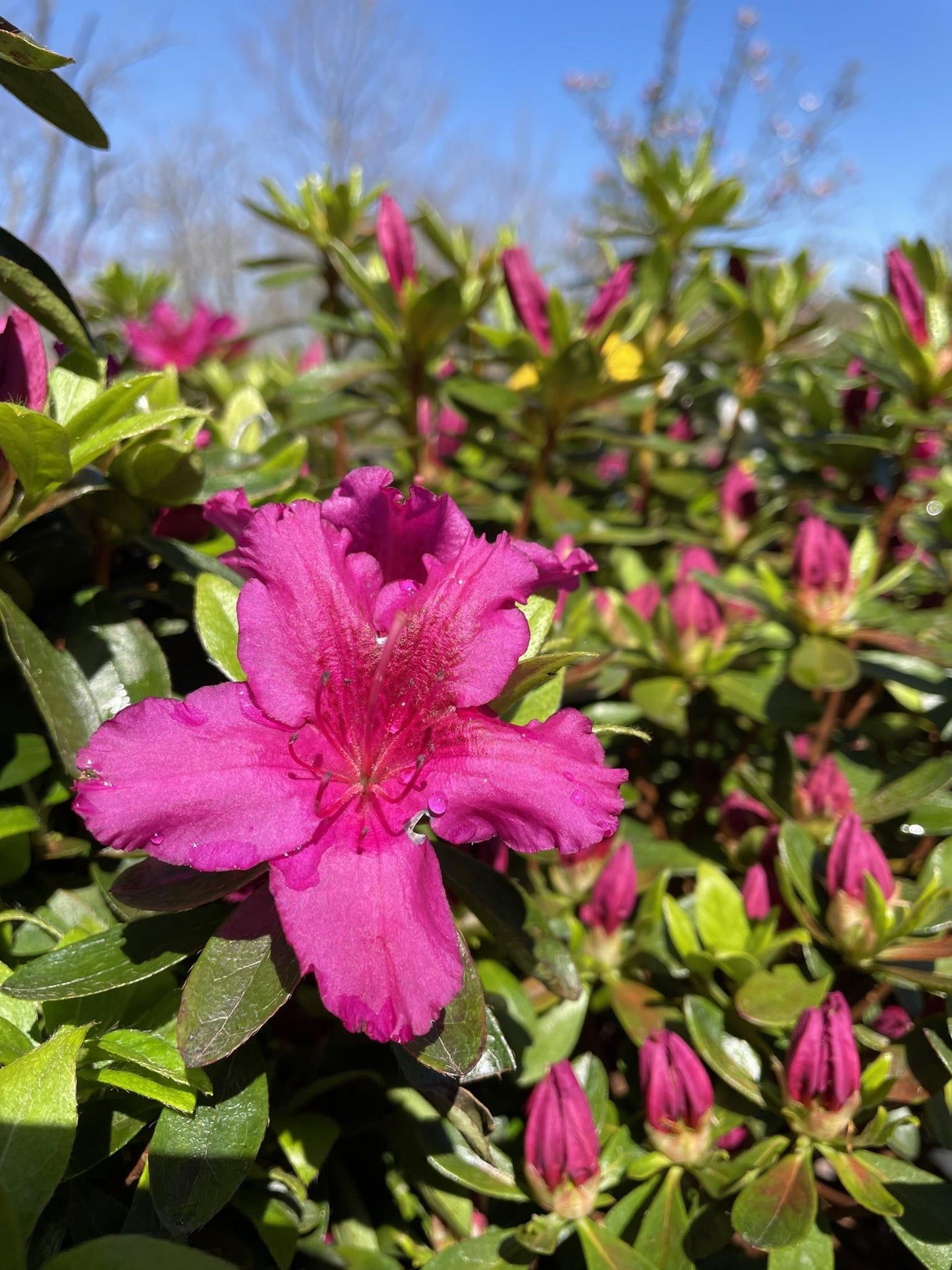 Azalea 'girard's Fuchsia' - View 14 from www redcrocus com