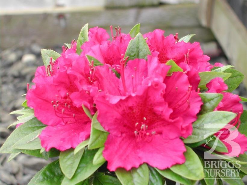 Azalea 'girard's Fuchsia' - View 15 from www redcrocus com