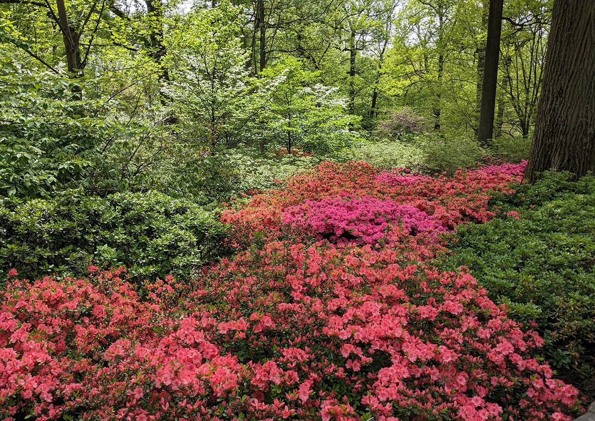 Azalea 'girard's Fuchsia' - View 17 from www redcrocus com