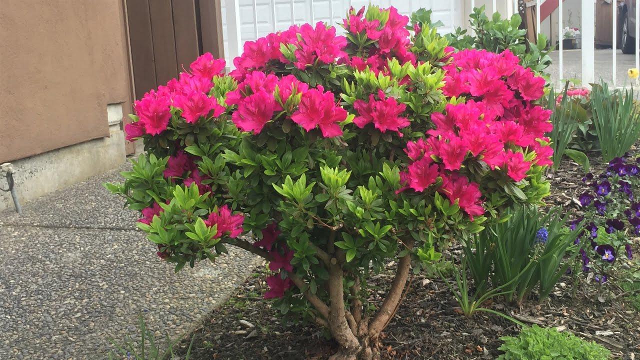 Azalea 'girard's Fuchsia' - View 18 from www redcrocus com