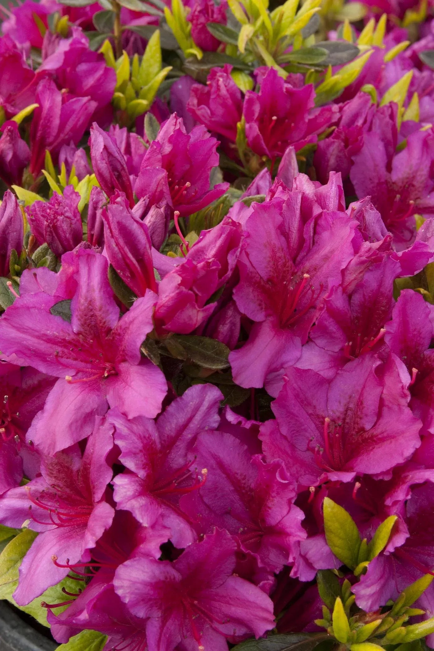 Azalea 'girard's Fuchsia' - View 1 from www redcrocus com