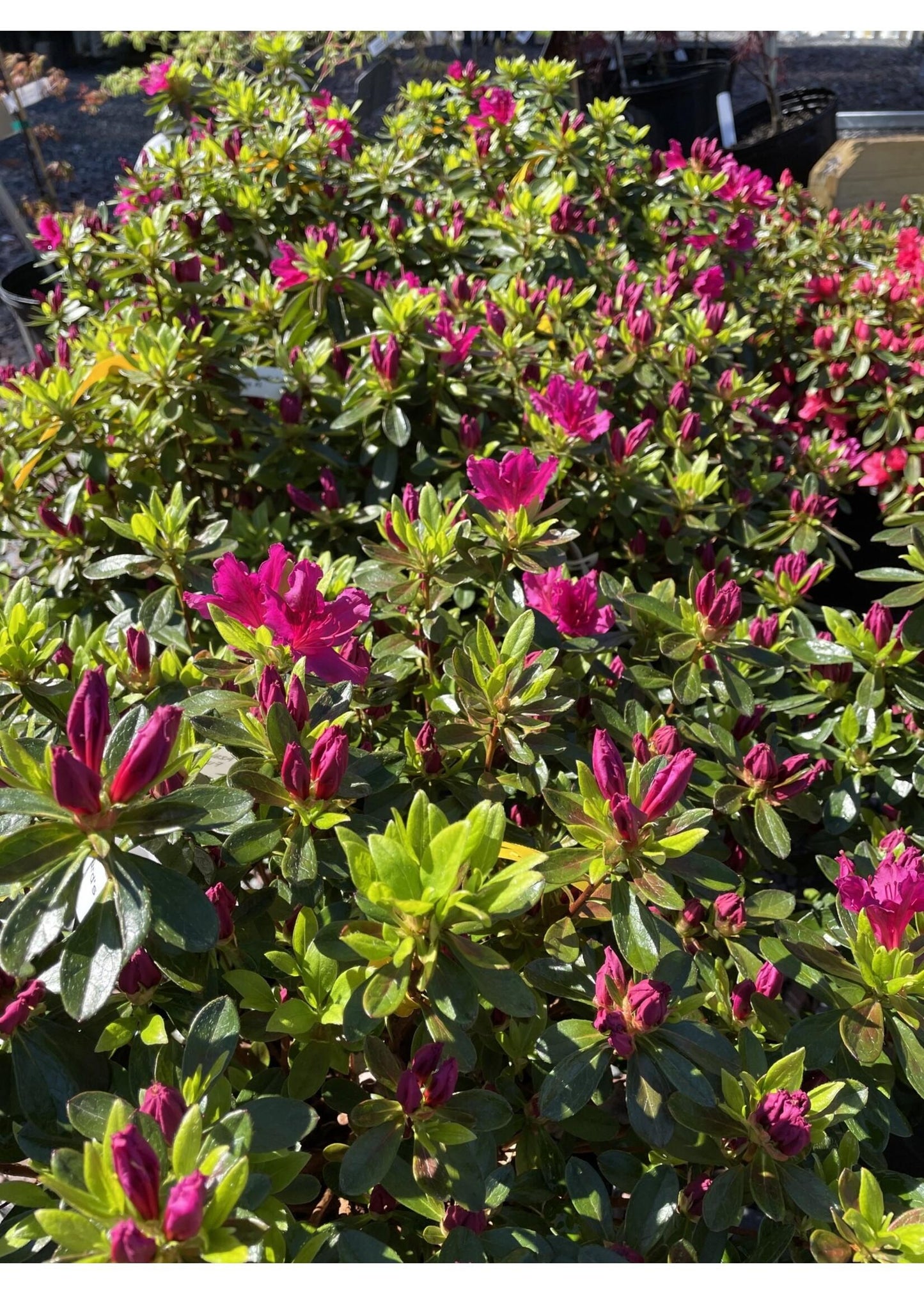 Azalea 'girard's Fuchsia' - View 20 from www redcrocus com