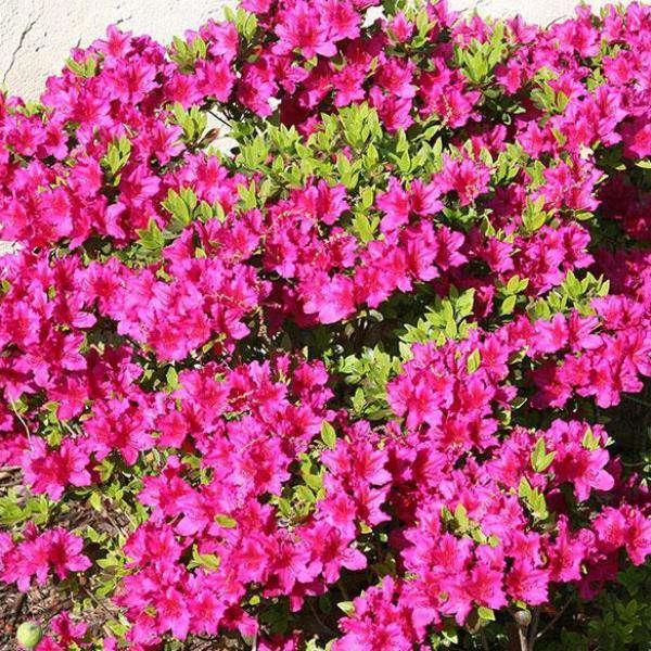 Azalea 'girard's Fuchsia' - View 2 from www redcrocus com