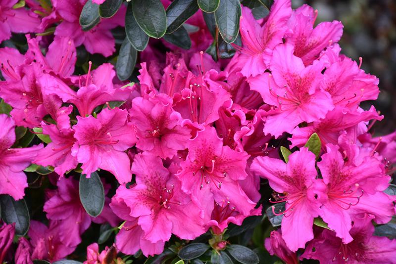 Azalea 'girard's Fuchsia' - View 3 from www redcrocus com