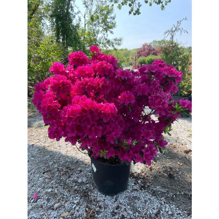 Azalea 'girard's Fuchsia' - View 4 from www redcrocus com