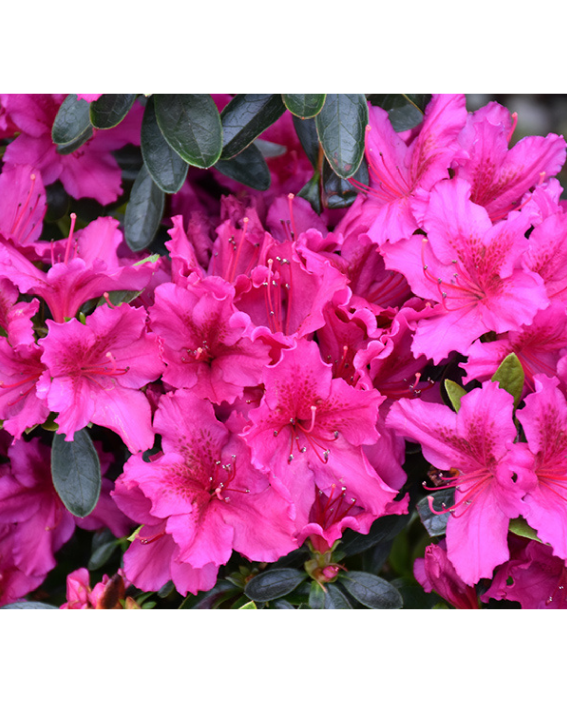 Azalea 'girard's Fuchsia' - View 4 from www redcrocus com