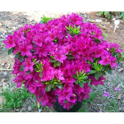 Azalea 'girard's Fuchsia' - View 5 from www redcrocus com