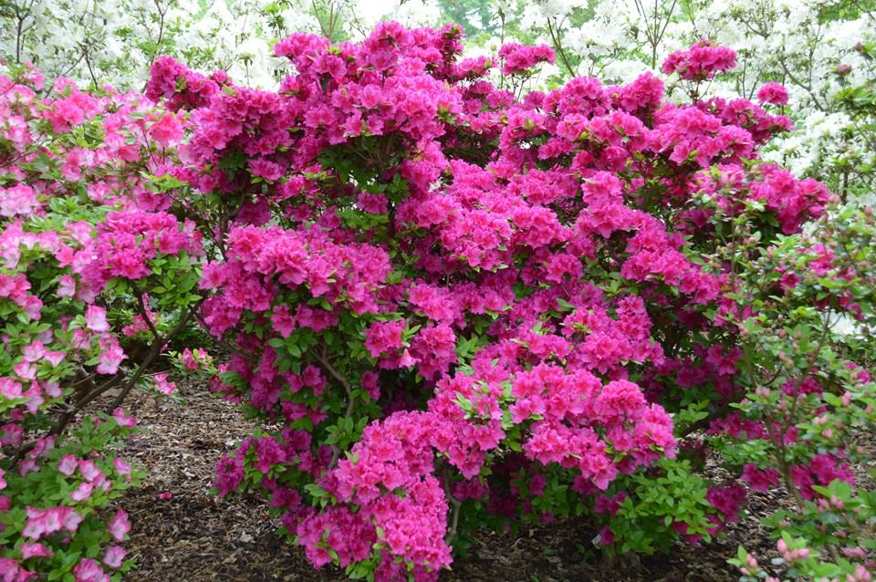 Azalea 'girard's Fuchsia' - View 6 from www redcrocus com
