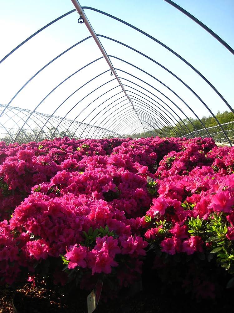 Azalea 'girard's Fuchsia' - View 7 from www redcrocus com