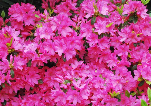 Azalea 'girard's Fuchsia' - View 9 from www redcrocus com