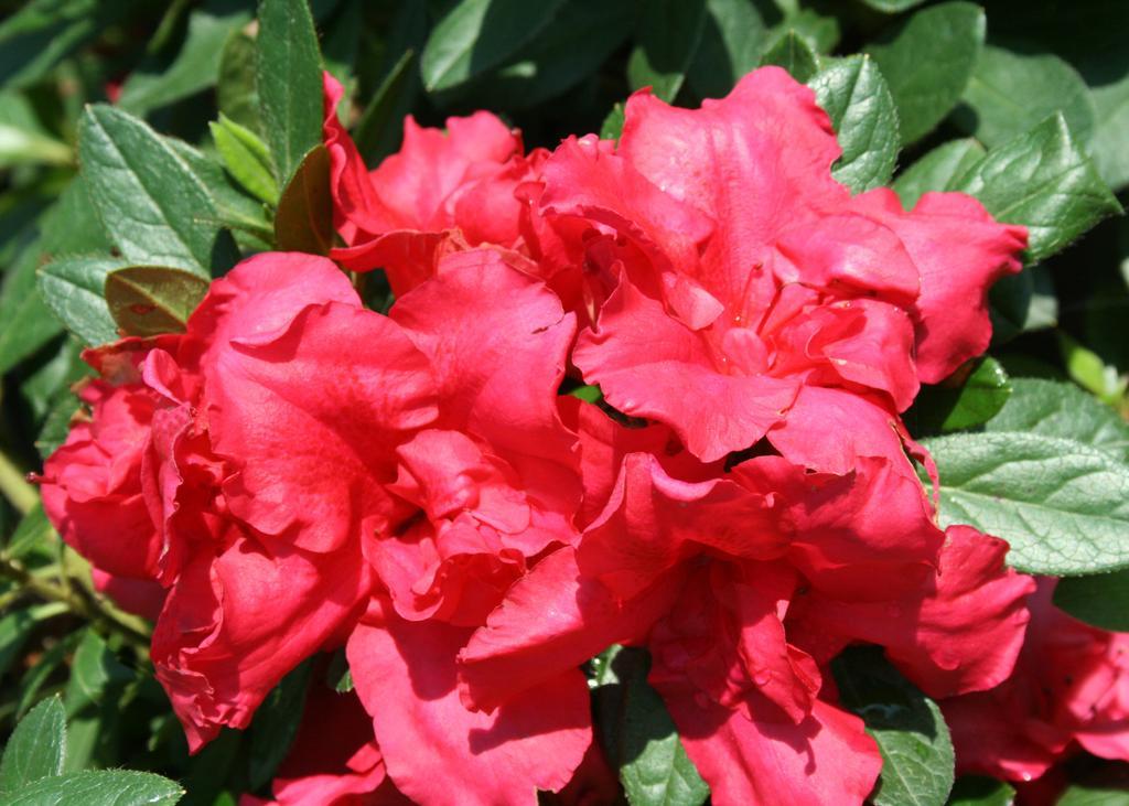 Azalea Bloom A Thon Coral Amazement - View 8 from www redcrocus com