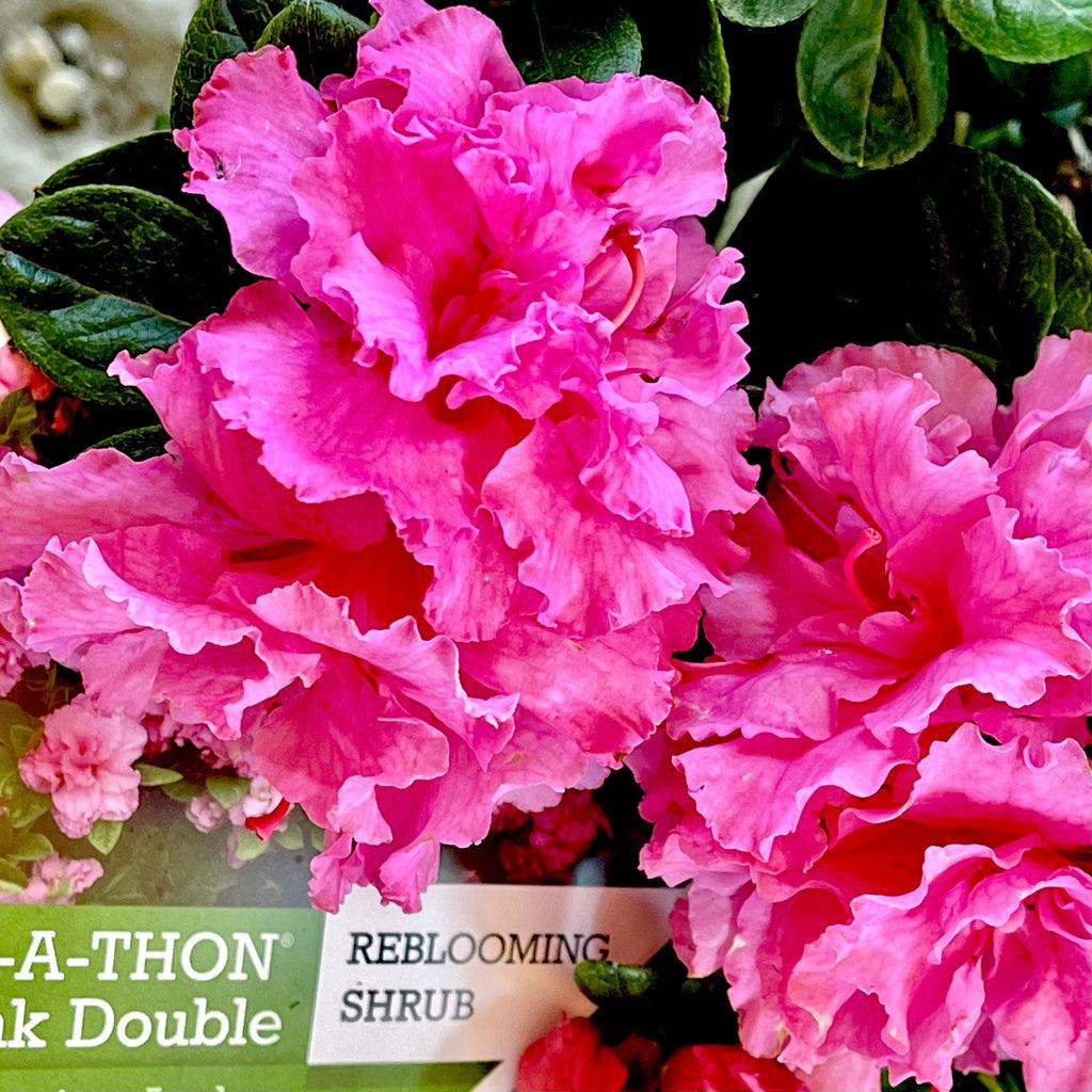 Azalea Bloom A Thon Coral Amazement - View 9 from www redcrocus com