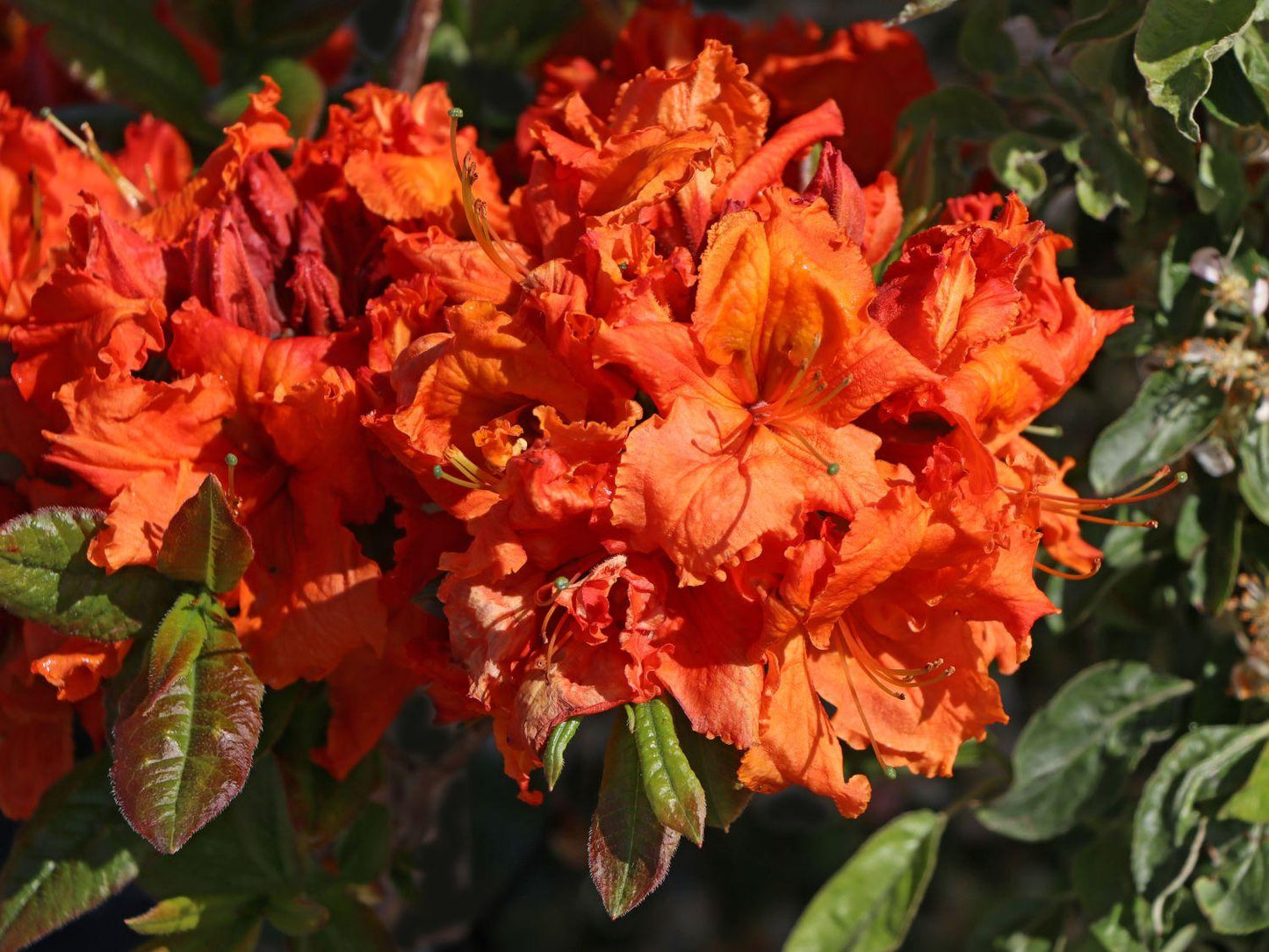 Azalea Gibraltar - View 10 from www redcrocus com